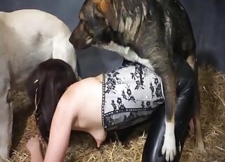 Animals bestiality porn
