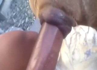 Dogs animal sex