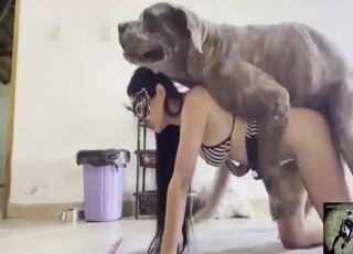 Dogs animal tube porn