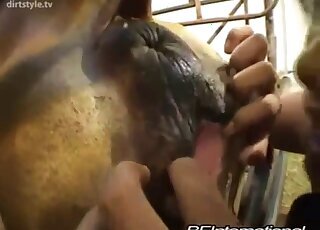 Farm bestiality porn
