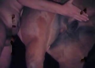 Horse sex zoo