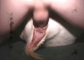 Pig animal sex